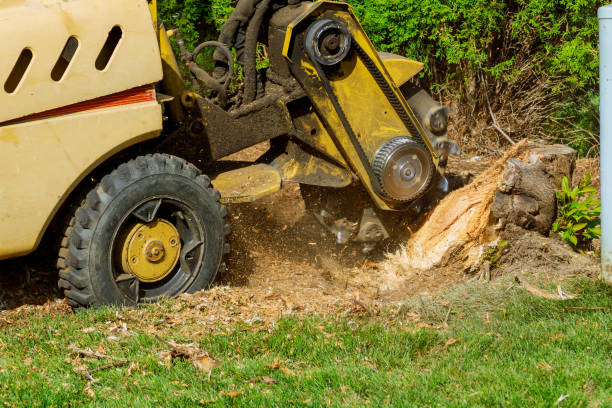 Trusted Yellow Springs, OH Tree Care Services Experts