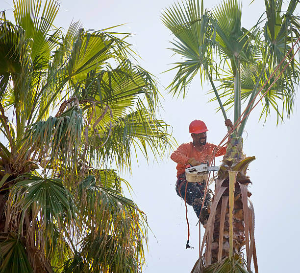 Best Storm Damage Tree Cleanup  in Yellow Springs, OH